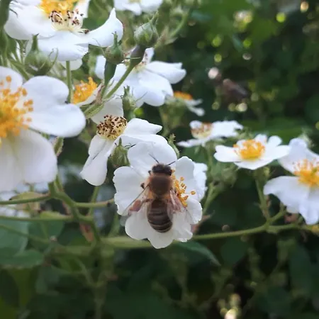 Séjour chez l'habitant Bel-etage Liebshausen