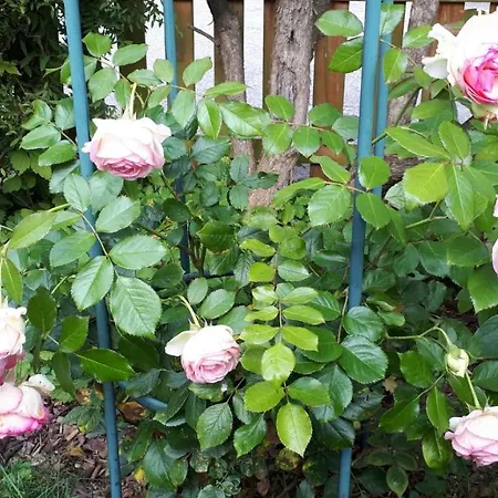 בית אירוח Bel-etage Liebshausen