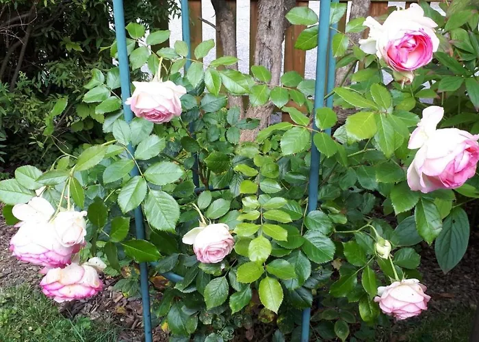 בית אירוח Bel-etage Liebshausen